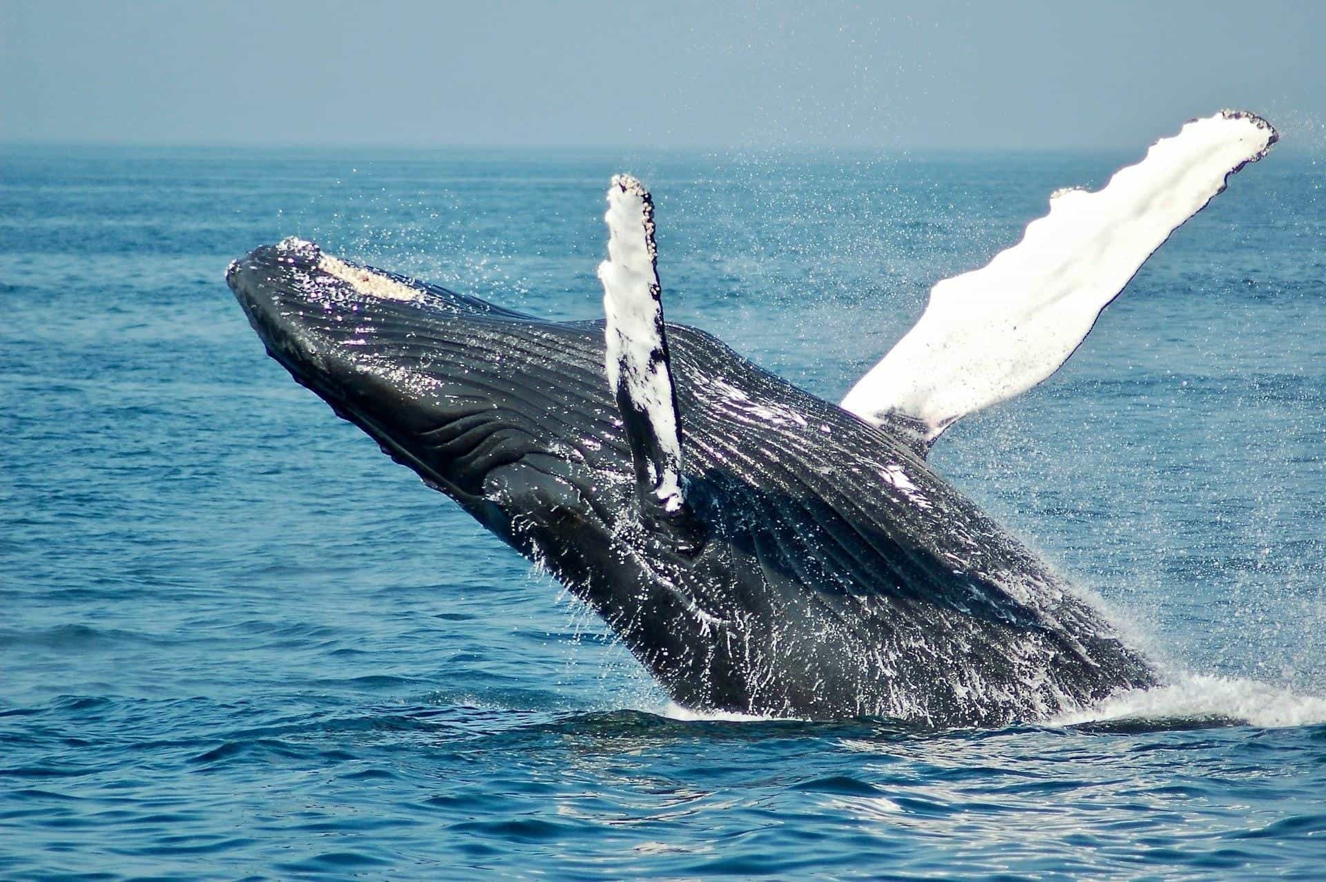 Whale Watching Tours from Reykjavik